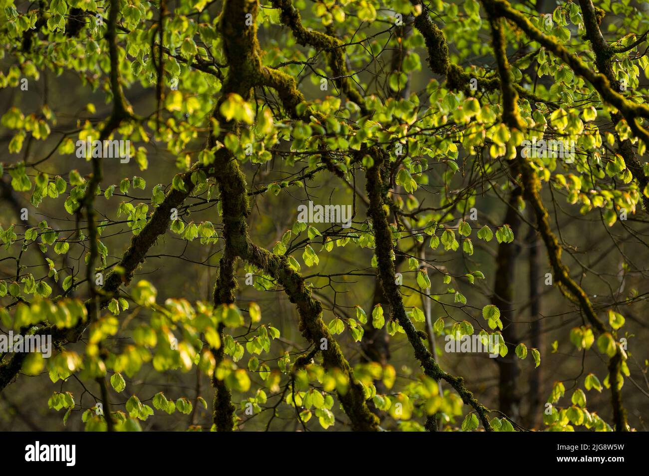 Hojas jóvenes de haya de cobre verde claro brillan a la luz de la tarde, ramas musgosas, primavera, Parque Natural de Pfälzerwald, Reserva de la Biosfera de Pfälzerwald-Nordvogesen, Alemania, Renania-Palatinado Foto de stock