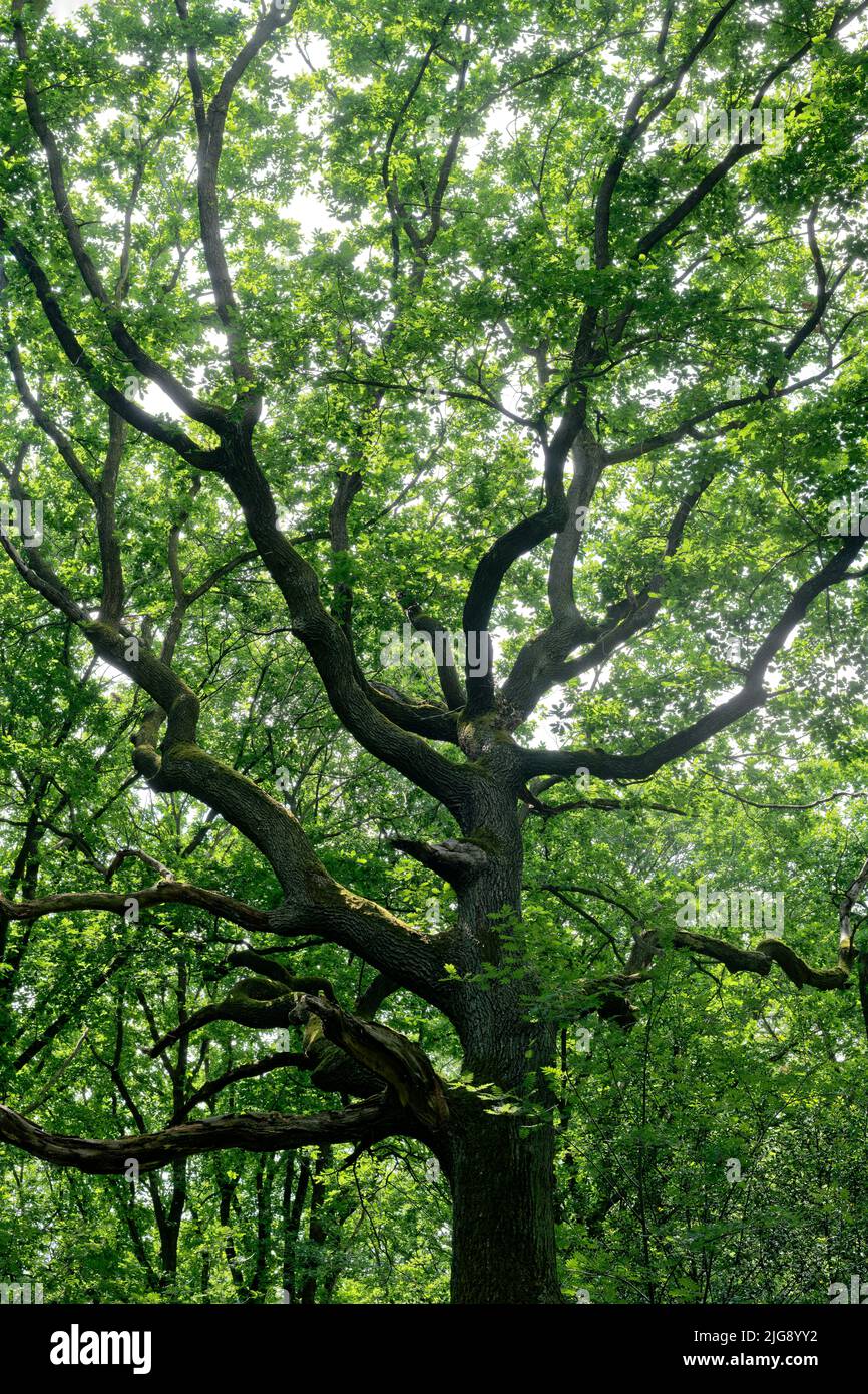 Europa, Alemania, Renania del Norte-Westfalia, Stockheim, Stockheimer forest, Árbol, roble, Quercus, verde, primavera, sol, nadie, ninguna gente Foto de stock