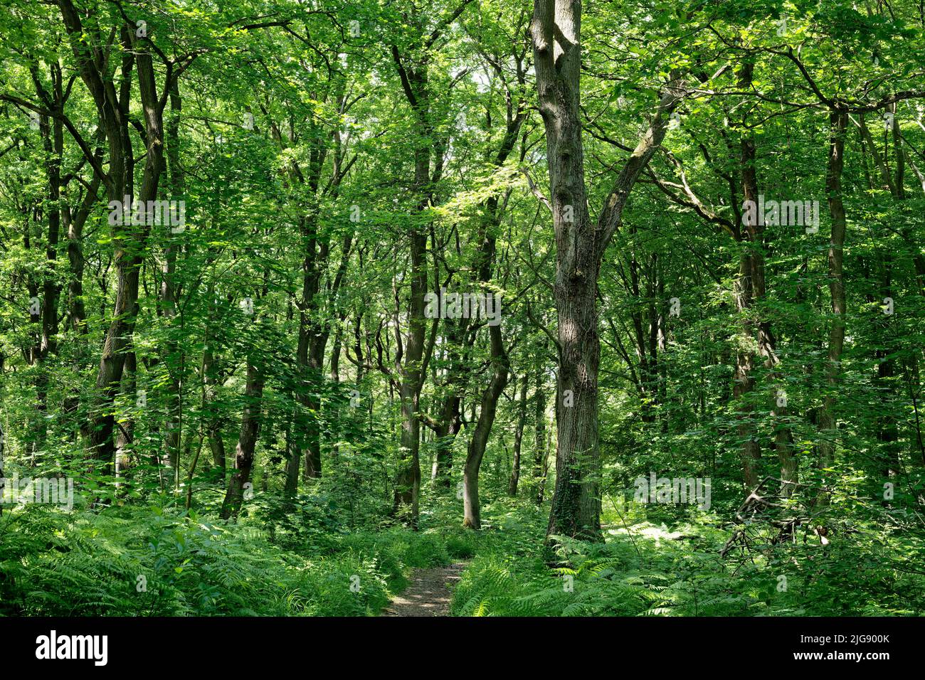 Europa, Alemania, Renania del Norte-Westfalia, Stockheim, Stockheimer forest, Árboles, robles, Quercus, verde, primavera, sol, camino, nadie, ningún pueblo Foto de stock