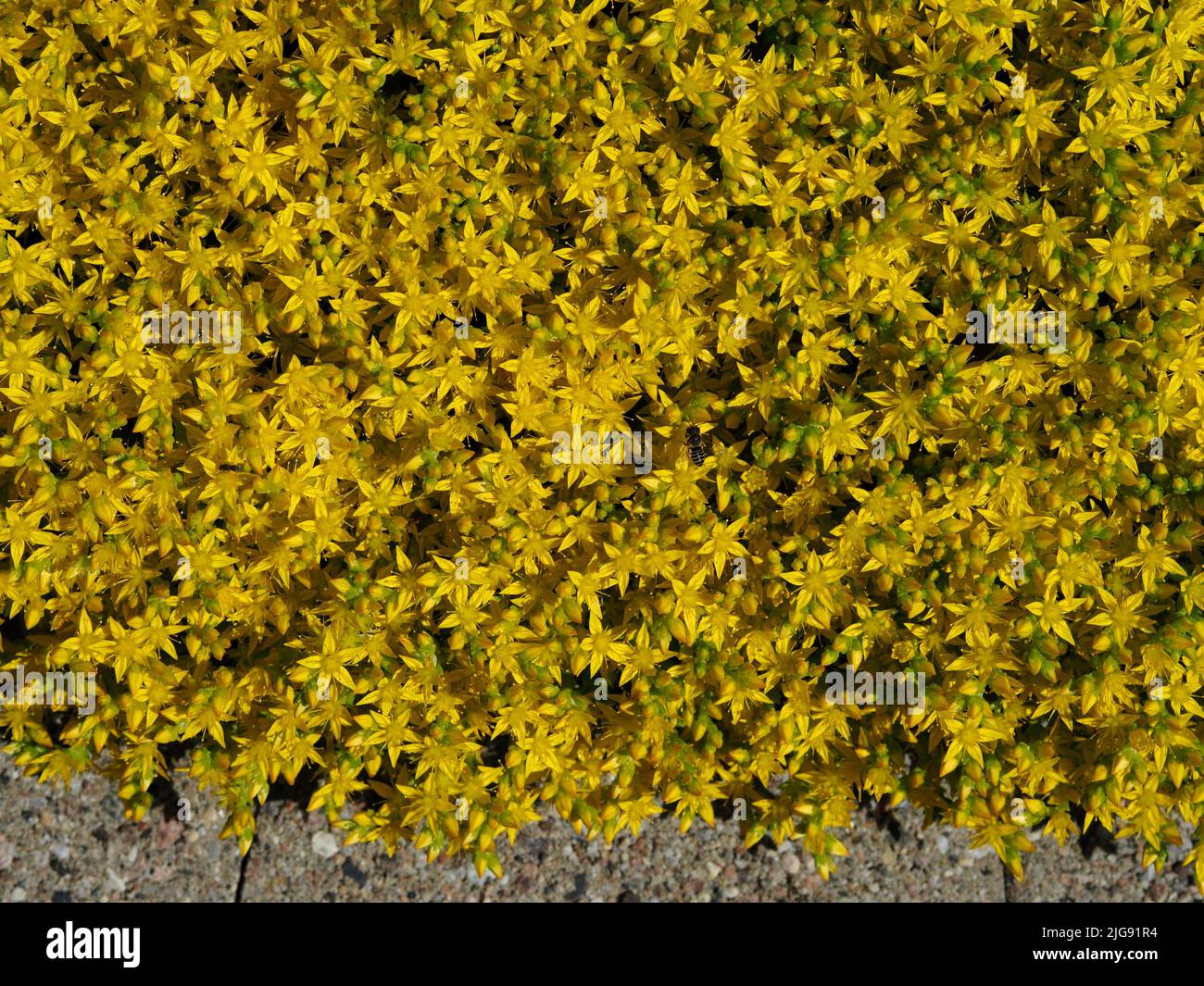 Alfombra de diminutas flores amarillas de una ropera (Sedum acre) en flor en un jardín en Ottawa, Ontario, Canadá. Foto de stock