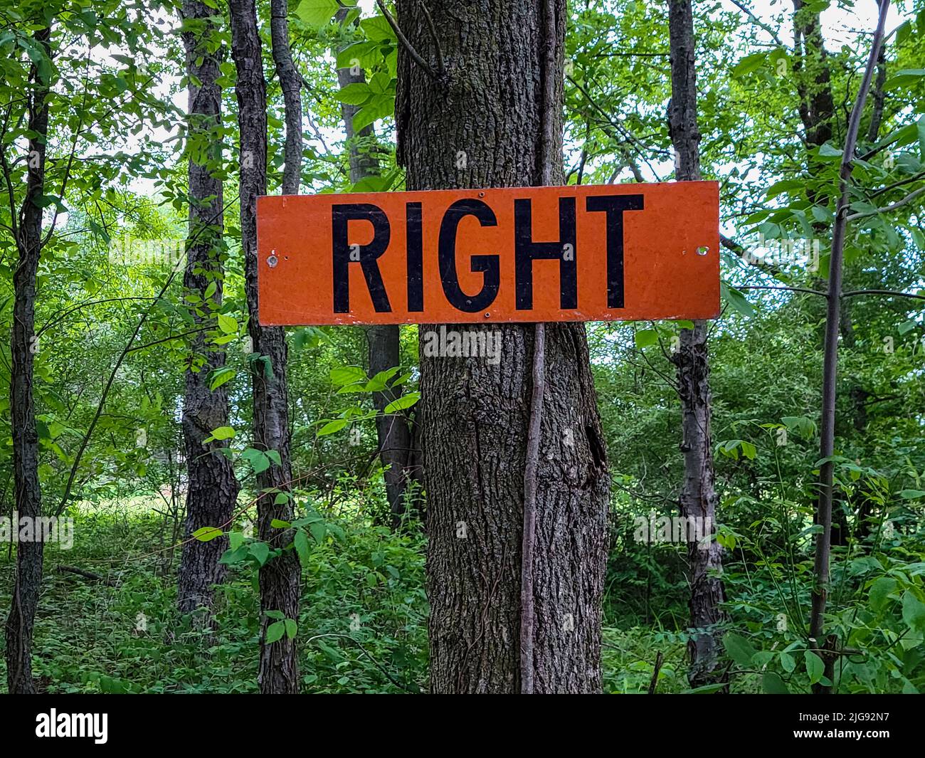 Signo de madera naranja brillante con texto a la derecha en un tronco de árbol en un bosque verde Foto de stock