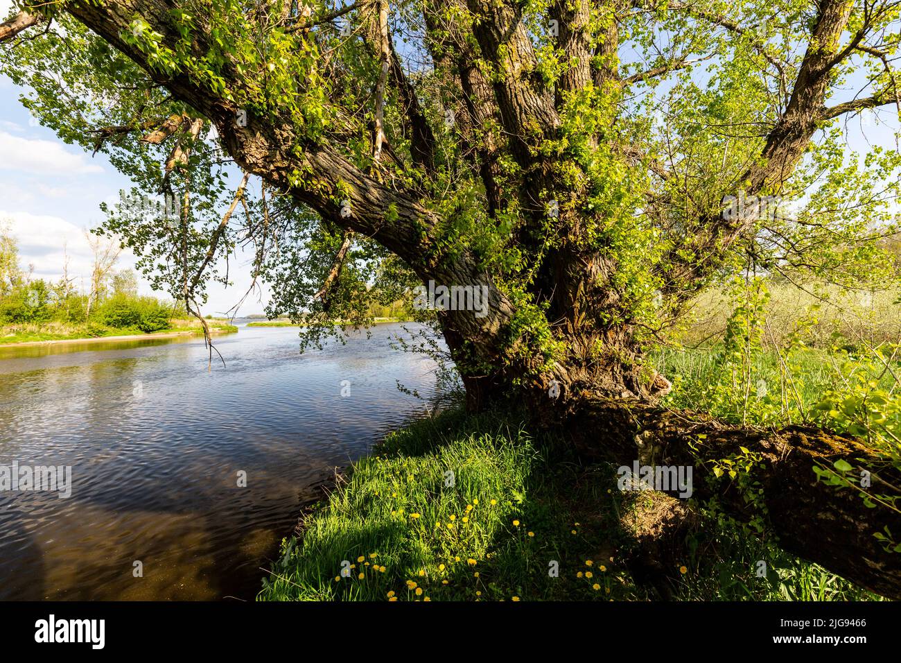 Europa, Polonia, Voivodeship Masovian, río Vístula cerca de Wyszogrod - Kepa Antoninska Foto de stock