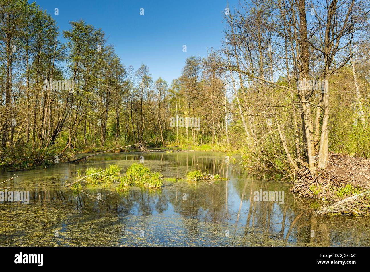 Europa, Polonia, Voivodato Masovian, Reserva Natural Bagno Calowanie - Parque Paisaje Masovian Foto de stock