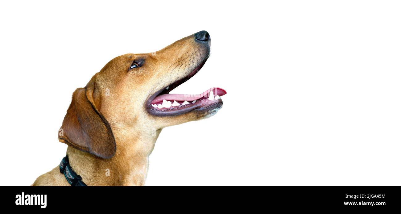 Un perfil de un perro feliz excitado está aislado sobre un fondo blanco en formato de imagen de banner Foto de stock