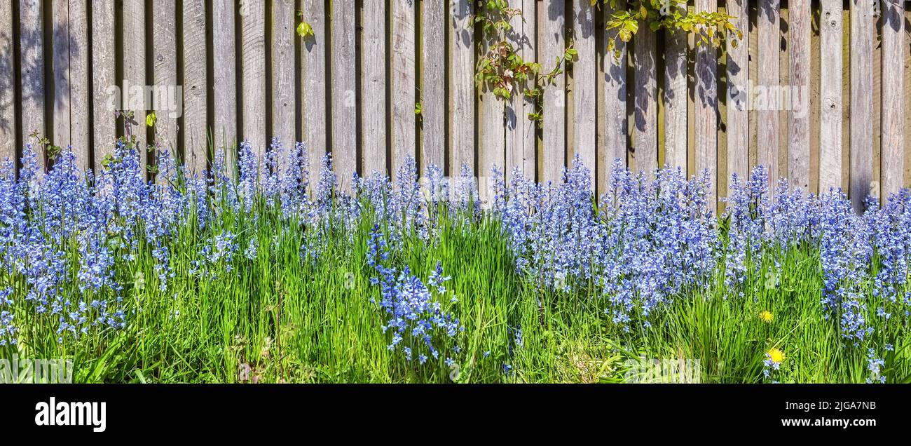 Vista del paisaje de flores comunes de bluebell creciendo y floreciendo en tallos verdes en patio trasero privado o jardín casero aislado. Detalle texturizado de Foto de stock