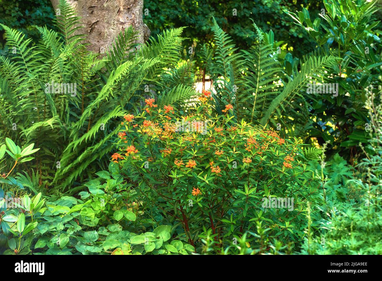 Un jardín de Mariposa Malezas con helecho largo alrededor. Un jardín con plantas tropicales y árboles. Vista del hermoso y agradable parque con milkweed naranja Foto de stock