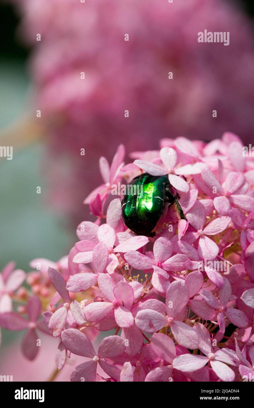 Bicho en flor, rosa, hortensias de Mophead, chafer de rosa verde de insecto, Cetonia aurata Foto de stock