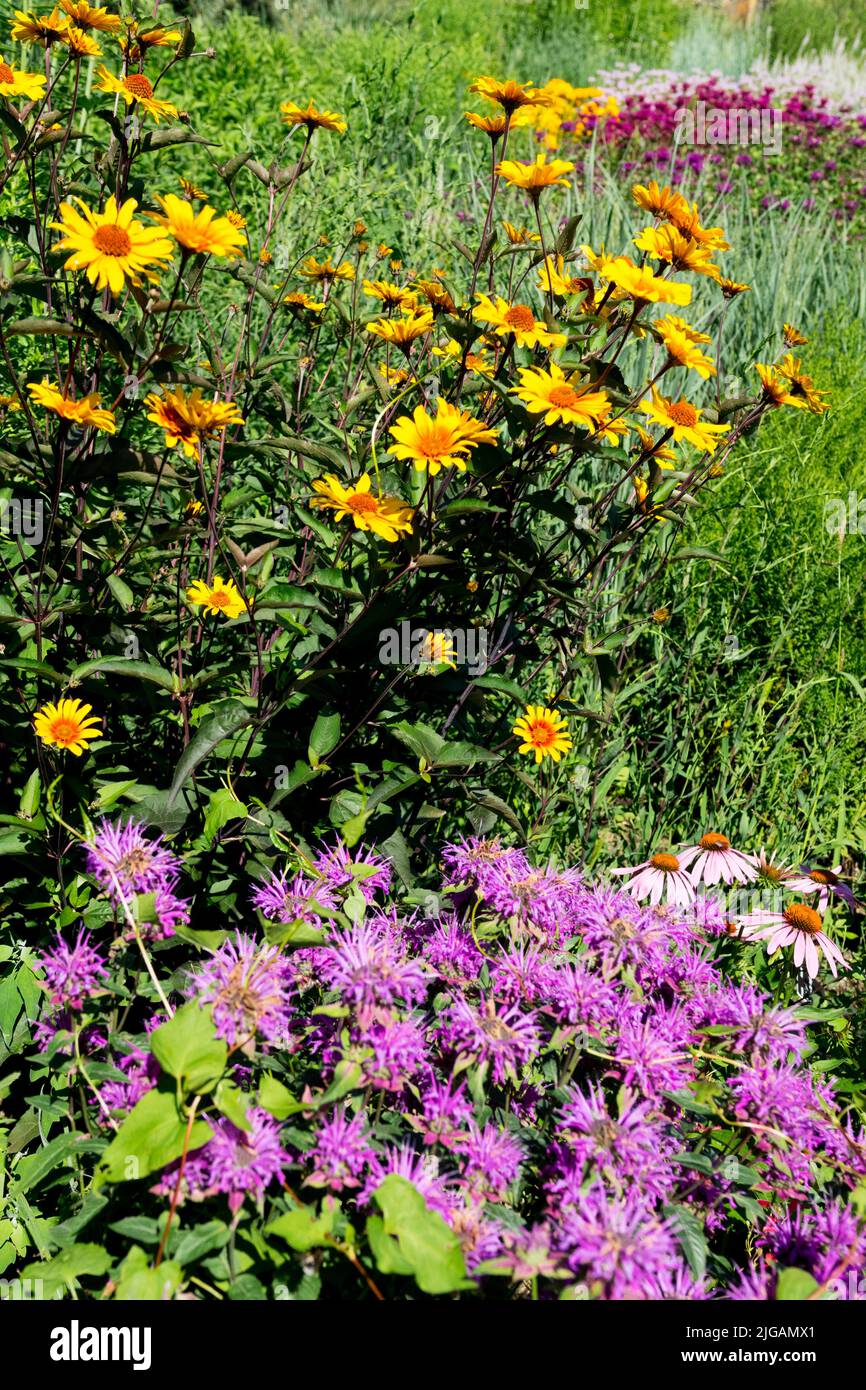Plantas herbáceas de jardín de colores Monarda, girasol falso, hermoso, verano, perennes Foto de stock