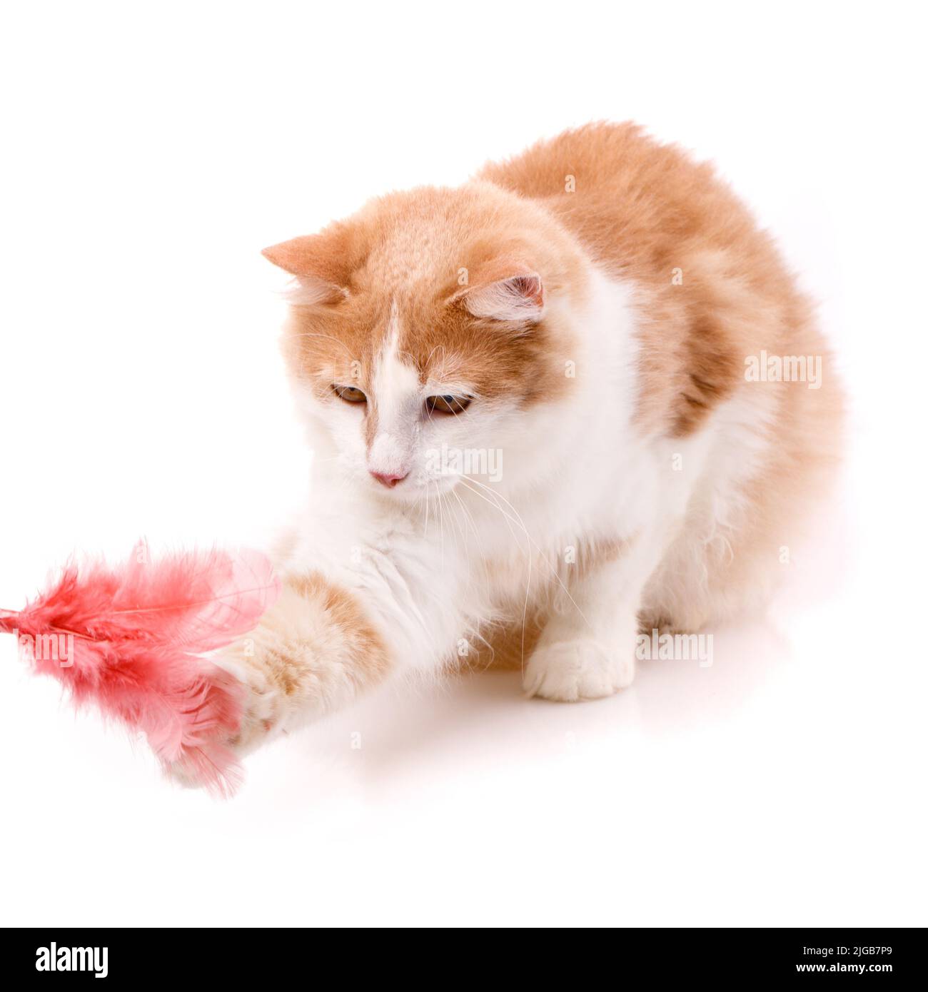 Gato doméstico con piel blanca y roja sobre fondo blanco y captura con su pata un racimo de plumas de color rosa. Mascotas juguetonas. Foto de stock