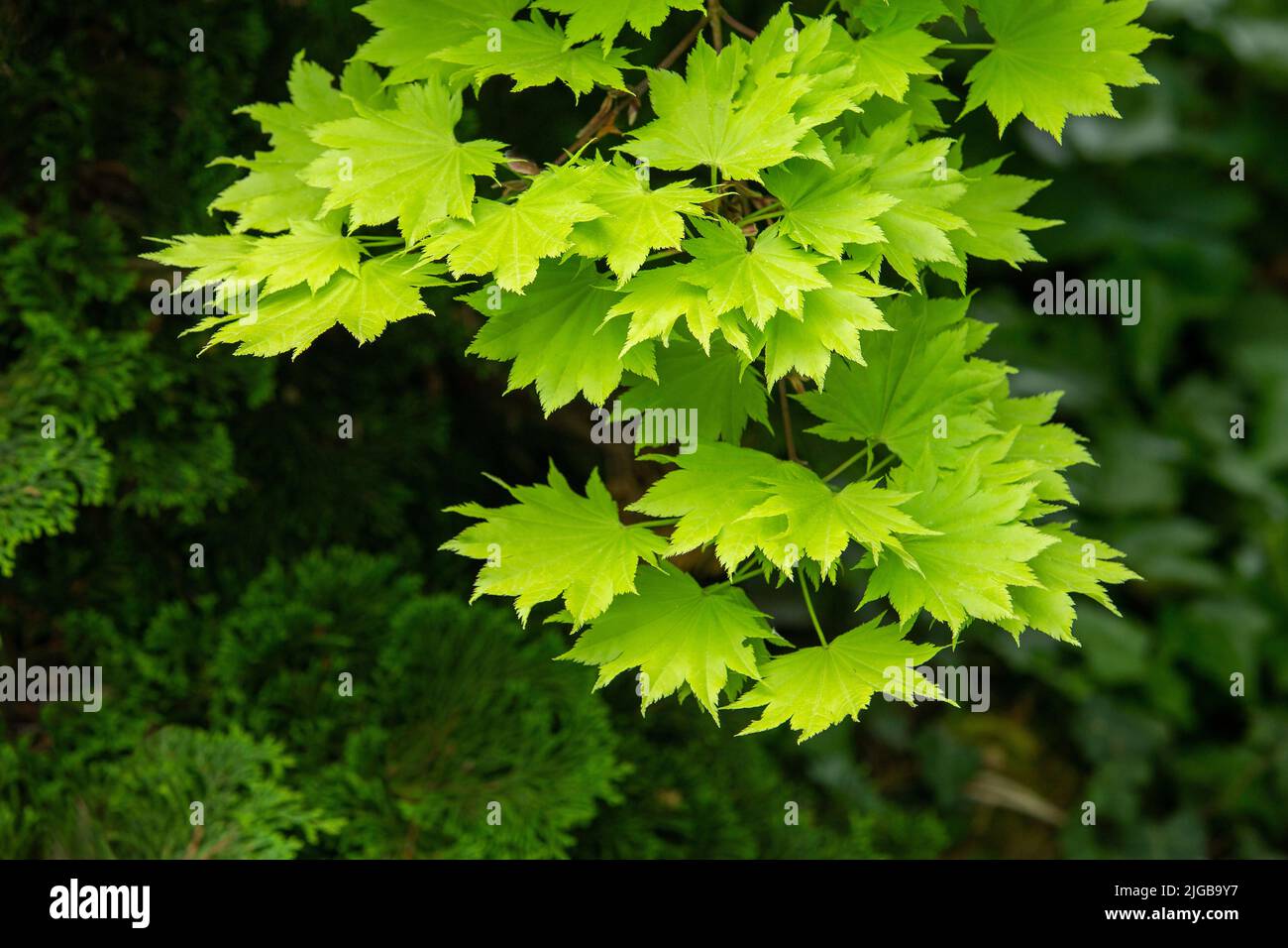 Arce palmado o arce japonés en el jardín japonés. Las hojas tienen 5,7,9 o 11 ramas en el jardín del japnese en Leverkusen Foto de stock