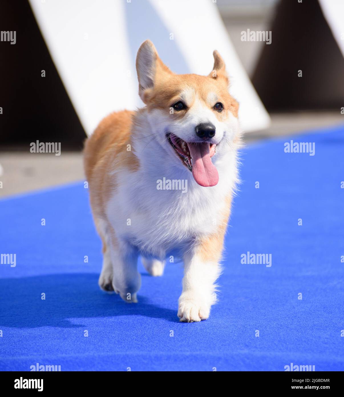 Un alegre perro corgi corre a lo largo de la alfombra azul con su lengua que sobresale. Primer plano. Foto de stock