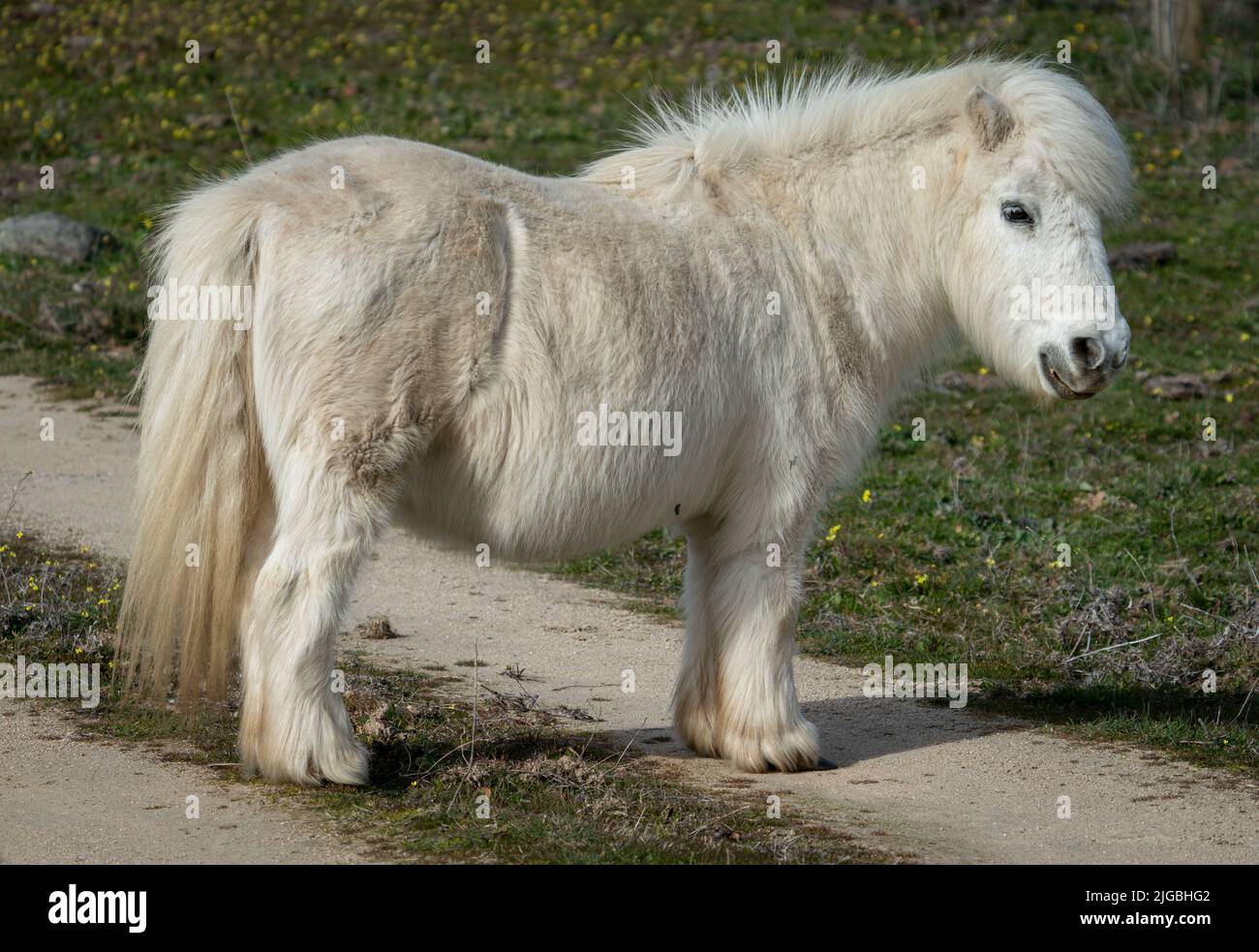 eternamente láser Desviación Poni enano fotografías e imágenes de alta resolución - Alamy