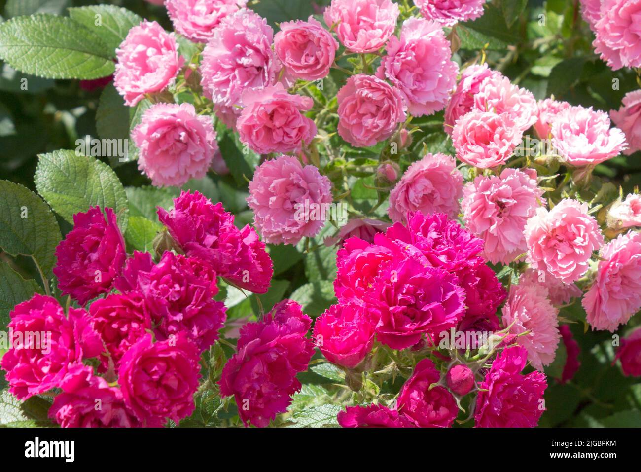 Rosa rugosa en flor continua, rosa de fondo, variedad Grothendorst. Rosales florecen en el parque. Un soleado día de verano. Foto de stock