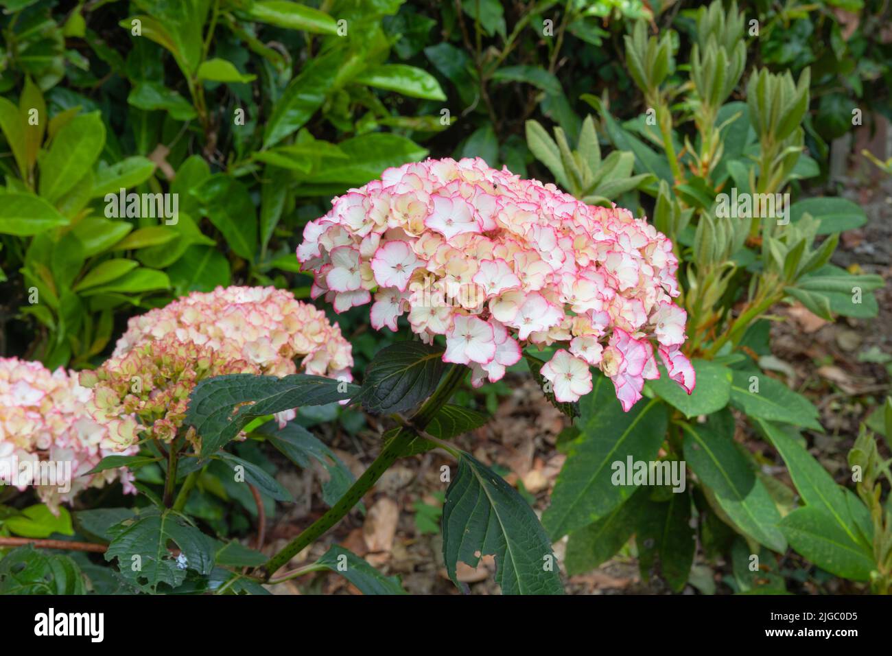 Flores rosadas y blancas de la hortensia de lacecap selina, un arbusto deciduo resistente de la serie de las señoras holandesas Foto de stock