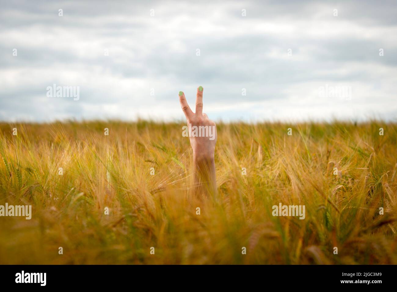 Mano con dos dedos hacia arriba en el aire o signo, símbolo de paz o victoria sobre el fondo del campo. Foto de stock