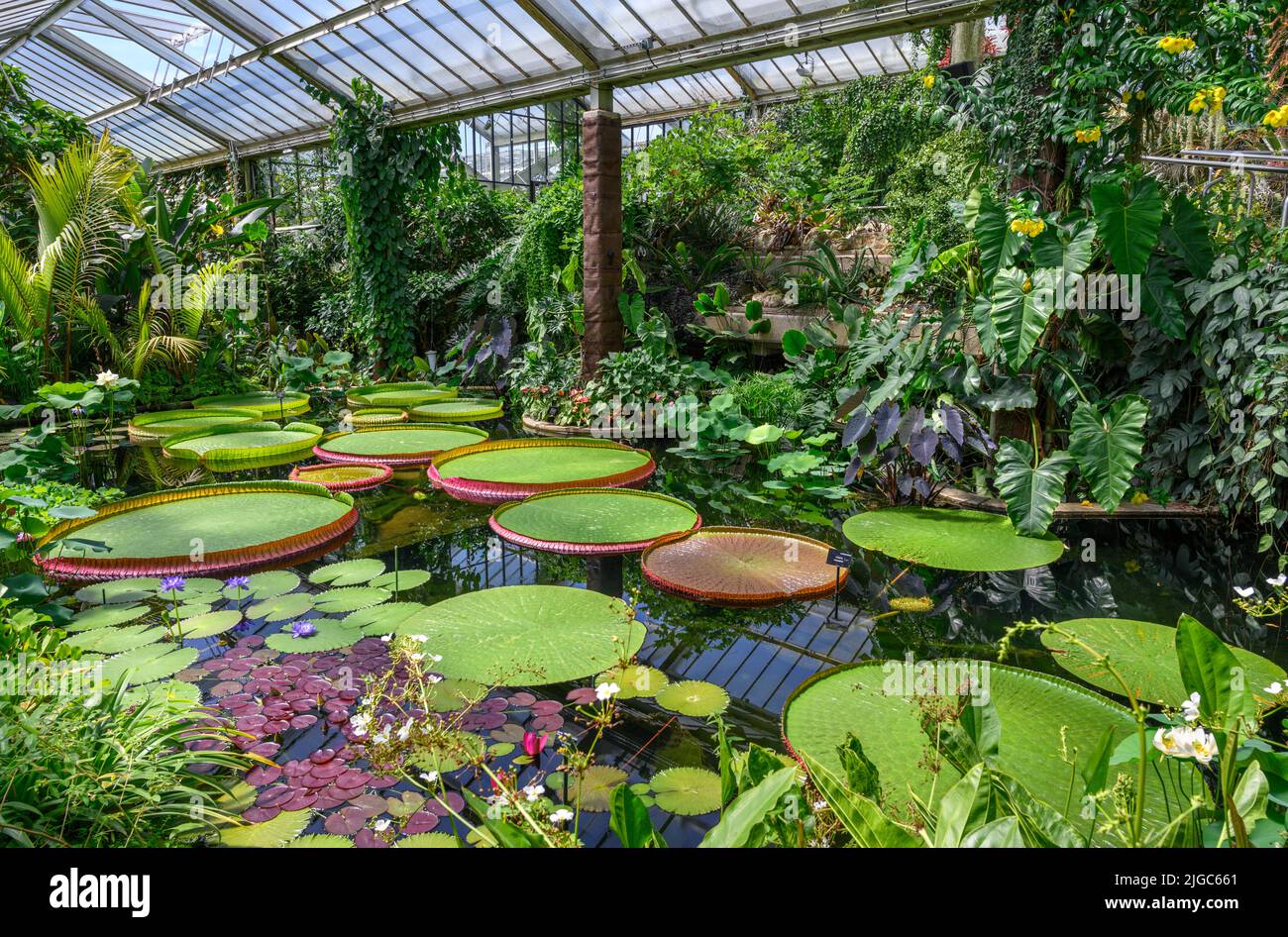 Los Lirios de Agua Gigantes (victoria amazonica), Conservatorio de la Princesa de Gales, Jardines de Kew, Richmond, Londres, Inglaterra, REINO UNIDO Foto de stock