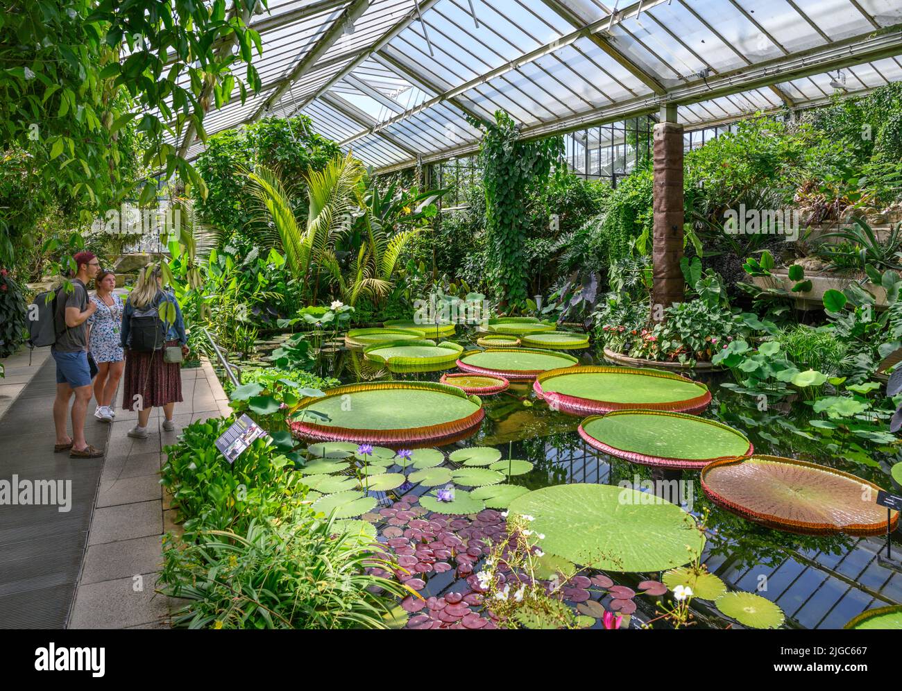 Los Lirios de Agua Gigantes (victoria amazonica), Conservatorio de la Princesa de Gales, Jardines de Kew, Richmond, Londres, Inglaterra, REINO UNIDO Foto de stock