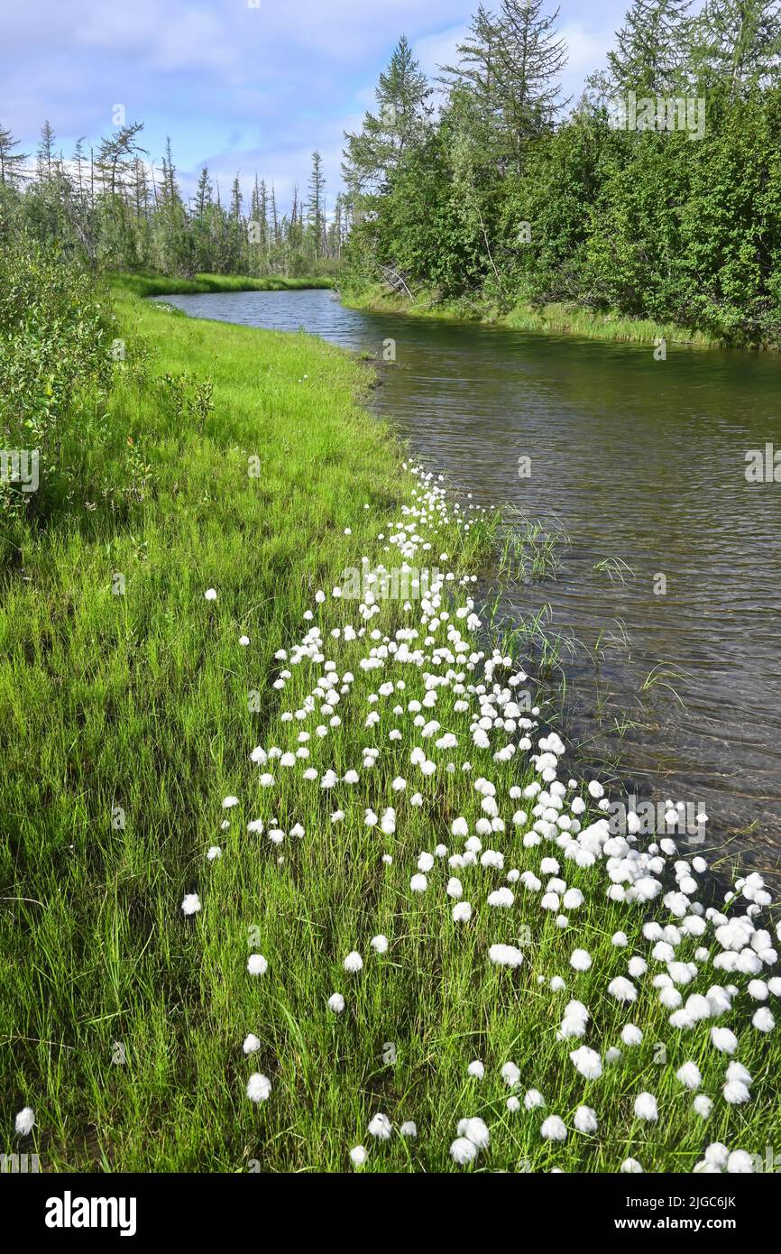 Hierba de algodón. Paisaje fluvial de verano en la meseta de Putorana. Foto de stock