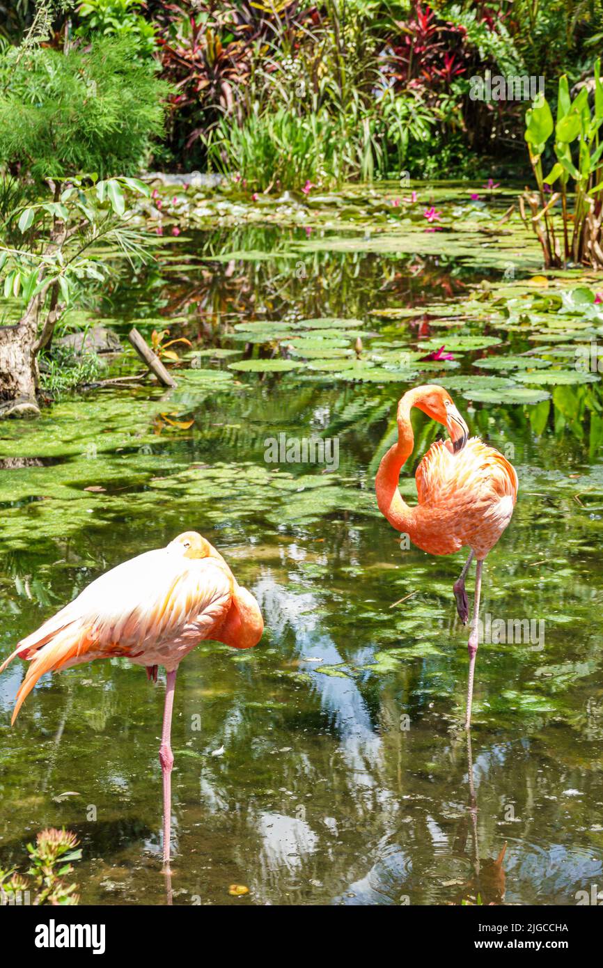 Bonita Springs Florida, Everglades Wonder Gardens, refugio de jardín botánico vida silvestre lesionada exposiciones atracción turística rosa flamenco flamencos flamencos flamencos Foto de stock