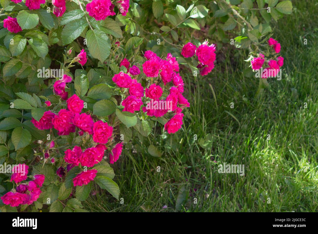 Rosa rugosa en flor continua, rosa de fondo, variedad Grothendorst. Rosales florecen en el parque. Un soleado día de verano. Foto de stock