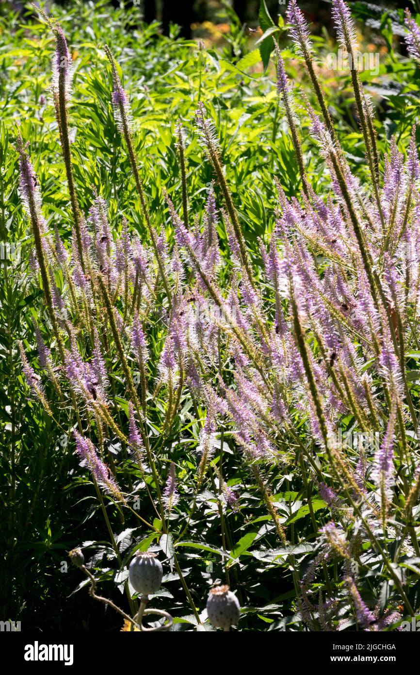 Raíz de Culvers, Veronicastrum virginicum 'Adoración', Espícula, Flores, Plantas de jardín altas en verano Foto de stock