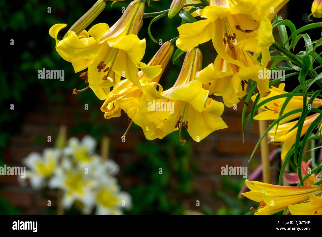 Hermoso Lilium, flores tubulares, Lilium 'Esplendor Dorado', Lirio Trompeta, Lirios Amarillos en Jardín Foto de stock