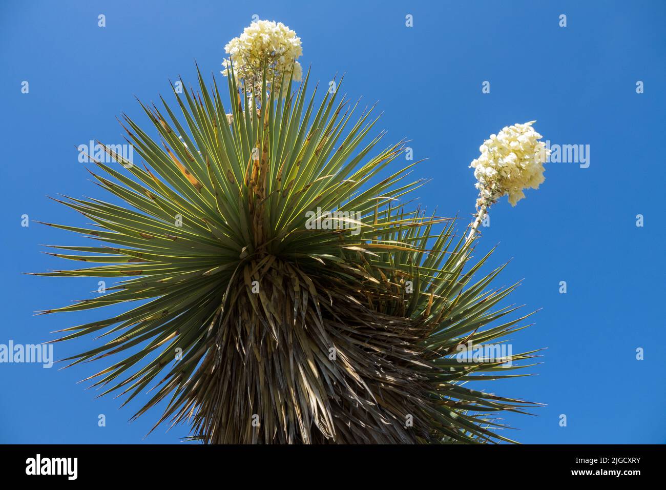 Thompsons Yucca, Yucca thompsoniana, suculenta, planta, flores Foto de stock