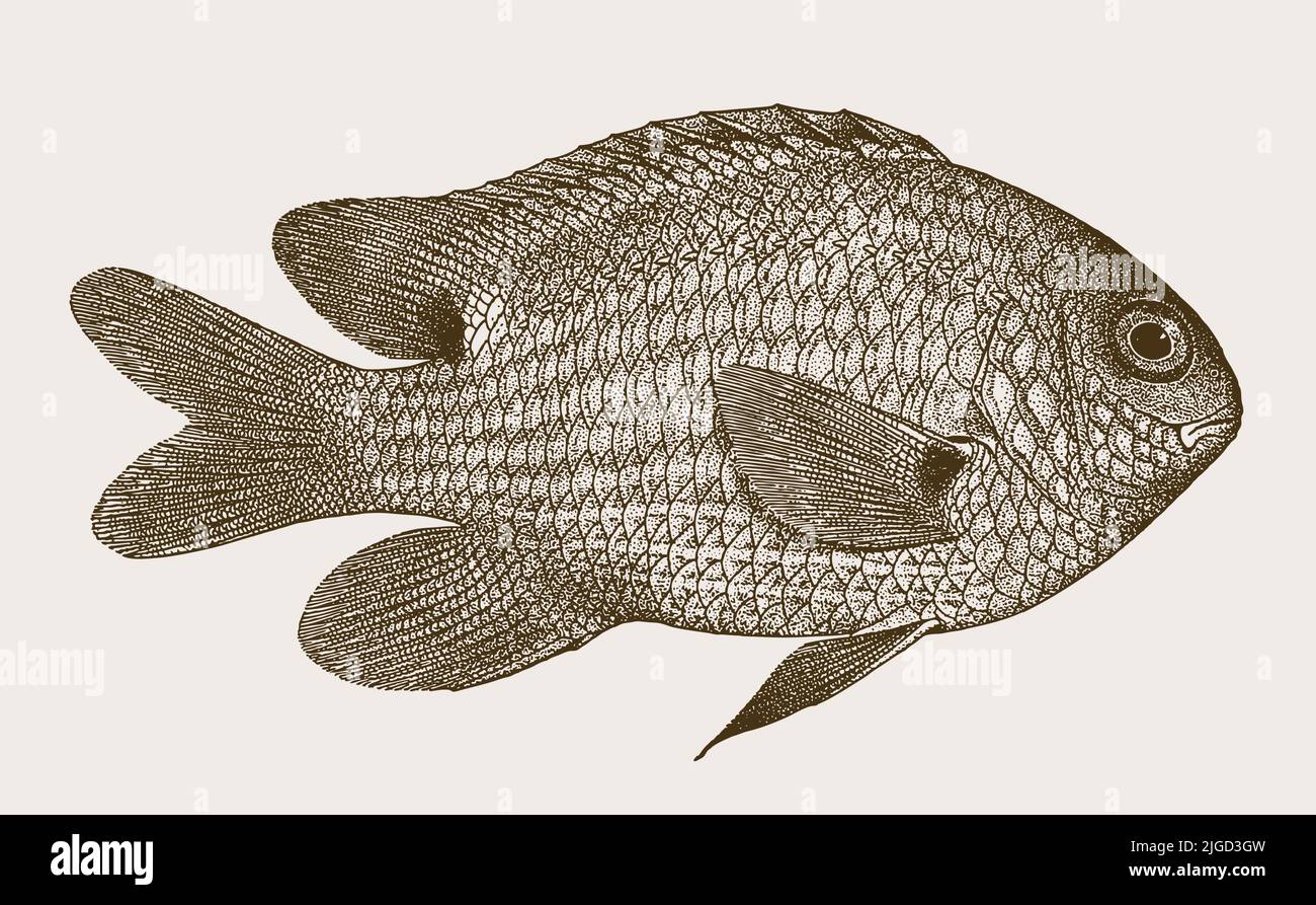Whitebar gregory stegastes albifasciatus, peces marinos tropicales en vista lateral Ilustración del Vector