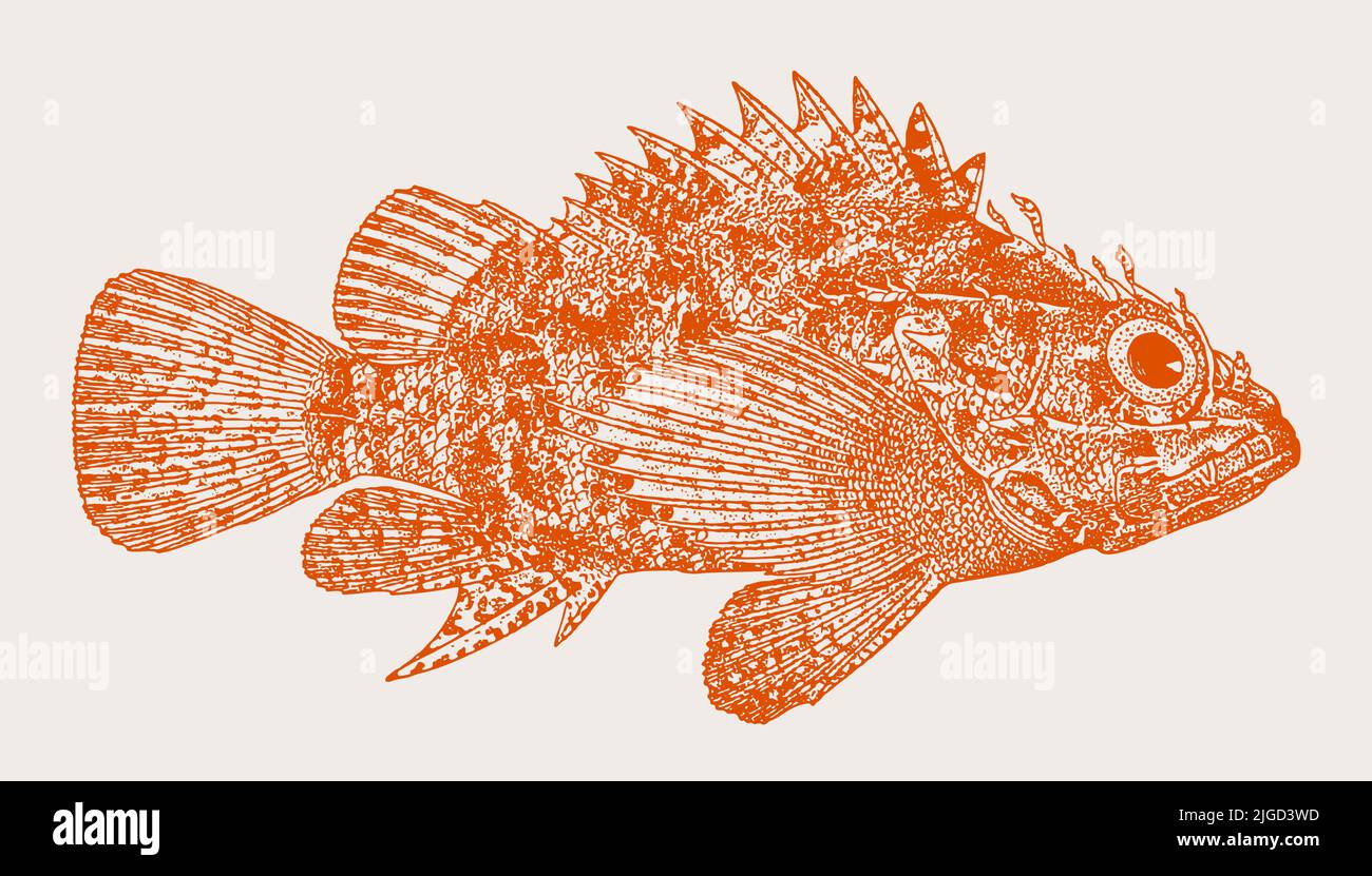 Pigmy scorpionfish scorpaenodes scaber, peces marinos venenosos en vista lateral Ilustración del Vector