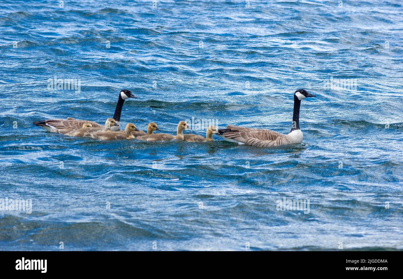 Branta canadensis - una familia de gansos canadienses y sus cabos nadando en una línea, en el lago Wolfe, en el Parque Nacional Fundy, New Brunswick, Canadá Foto de stock