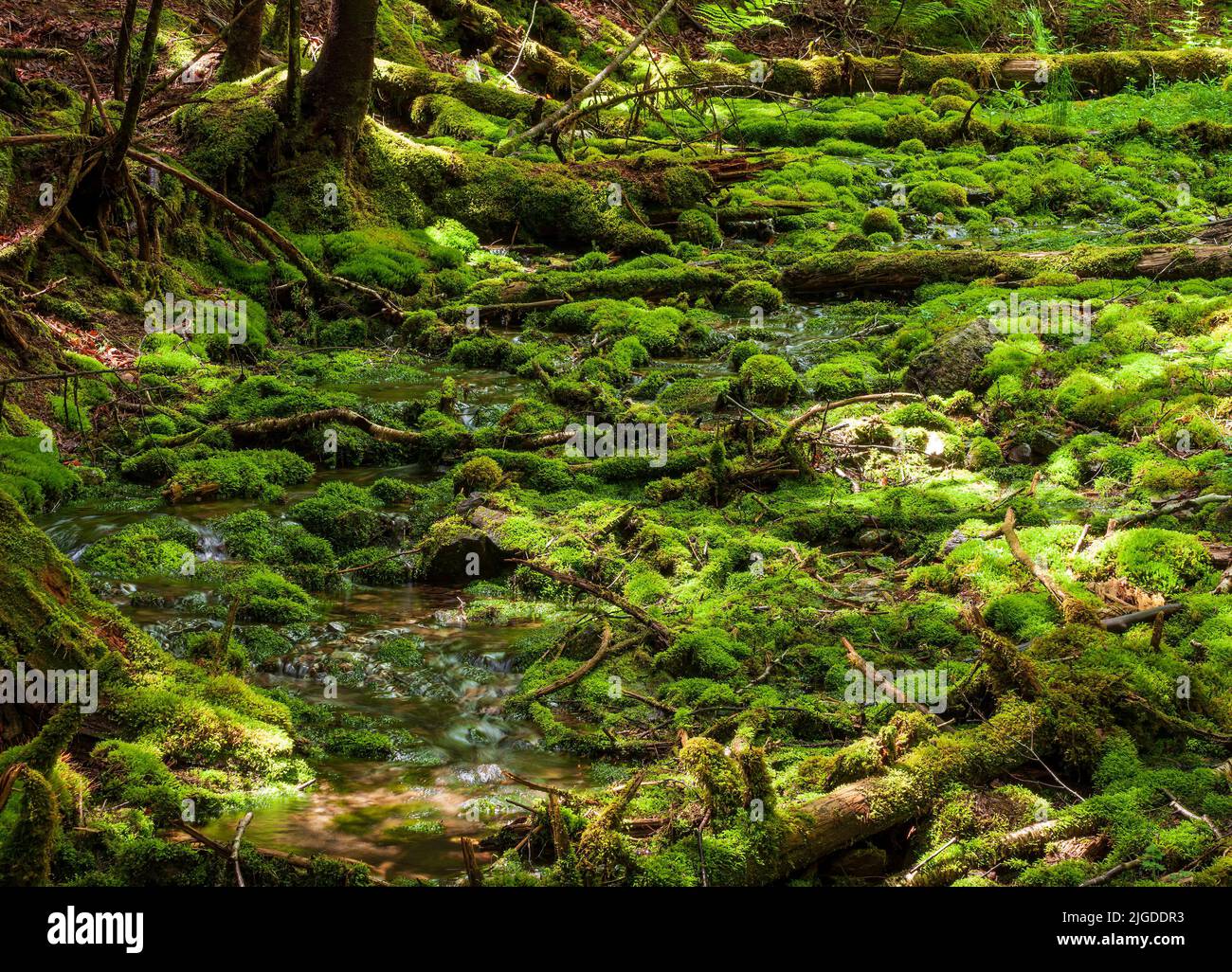 Musgo verde que cubre rocas y troncos de árboles en descomposición. Cama de arroyo en un bosque de crecimiento antiguo y sombreado. Dickson Falls, Parque Nacional Fundy, New Brunswick, Canadá Foto de stock