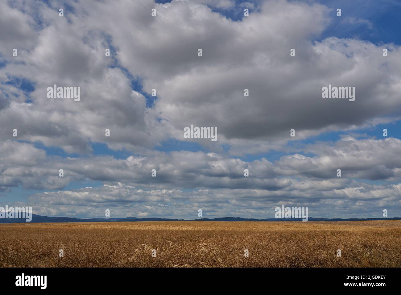 Pintorescas nubes en el soleado cielo de verano sobre los campos de cereales maduros Baja Silesia Polonia Foto de stock