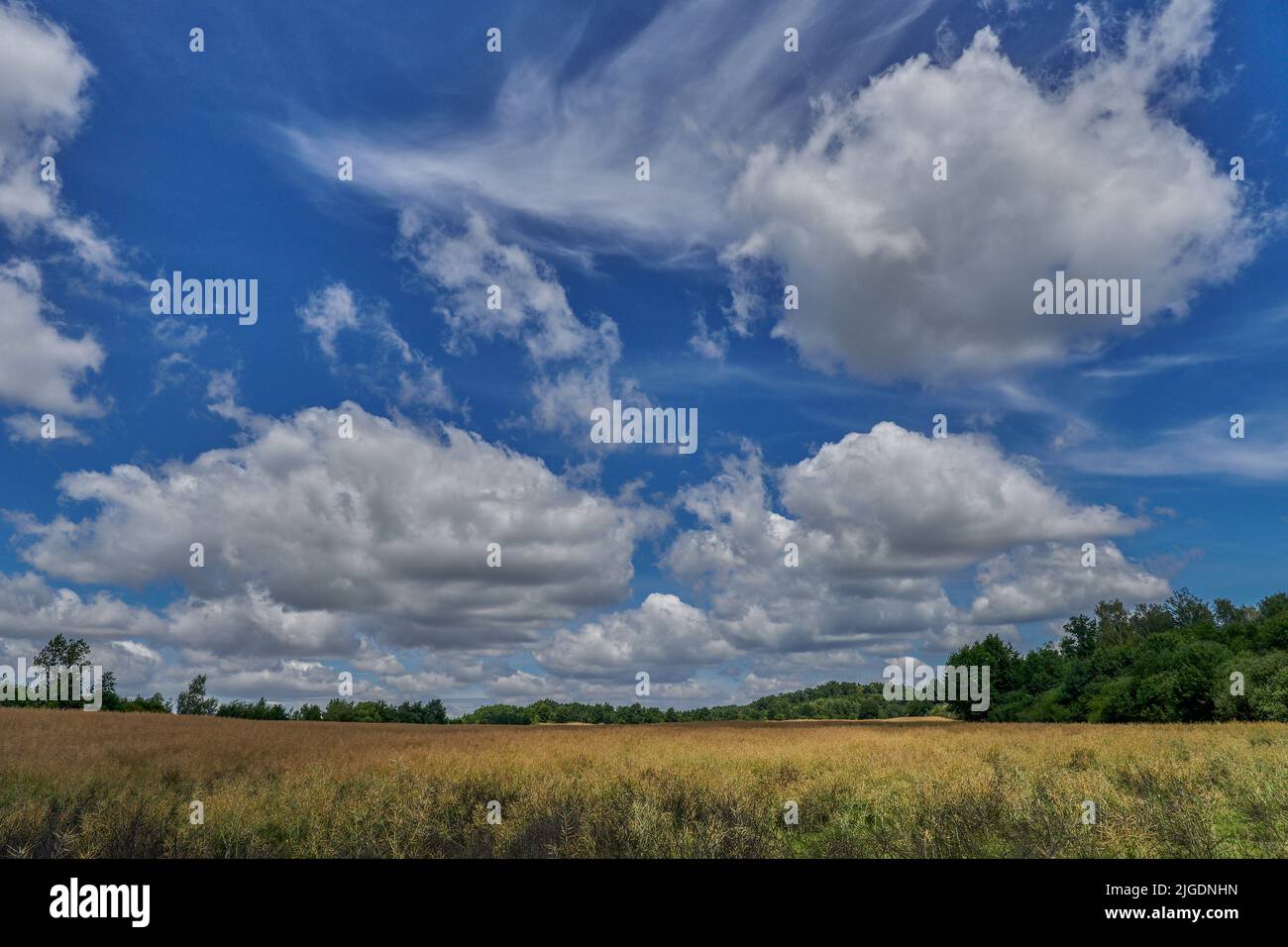 Pintorescas nubes en el soleado cielo de verano sobre los campos de cereales maduros Baja Silesia Polonia Foto de stock