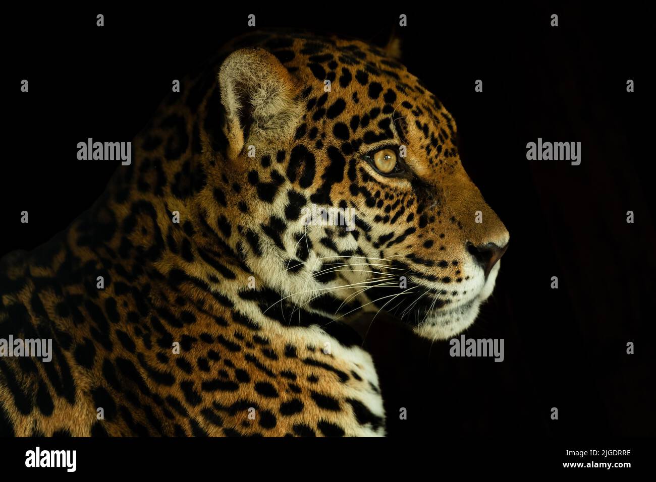 Jaguar - Panthera onca, retrato de un hermoso gato grande de bosques sudamericanos, cuenca amazónica, Brasil. Foto de stock