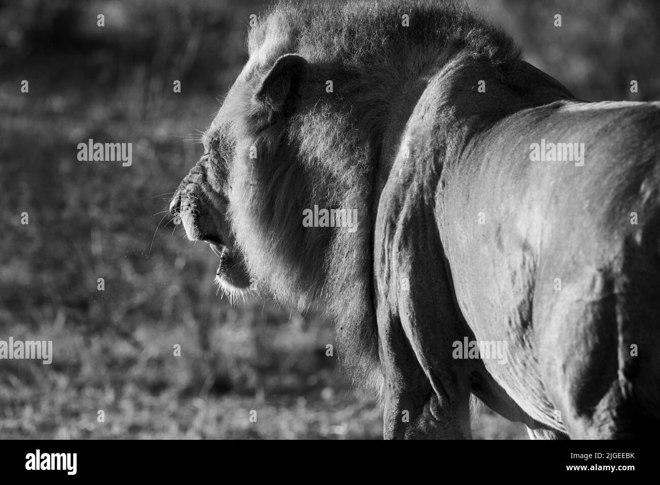 Zambia, Parque Nacional Luangwa del Sur. León africano macho (SALVAJE: Panthera leo) B&W Foto de stock