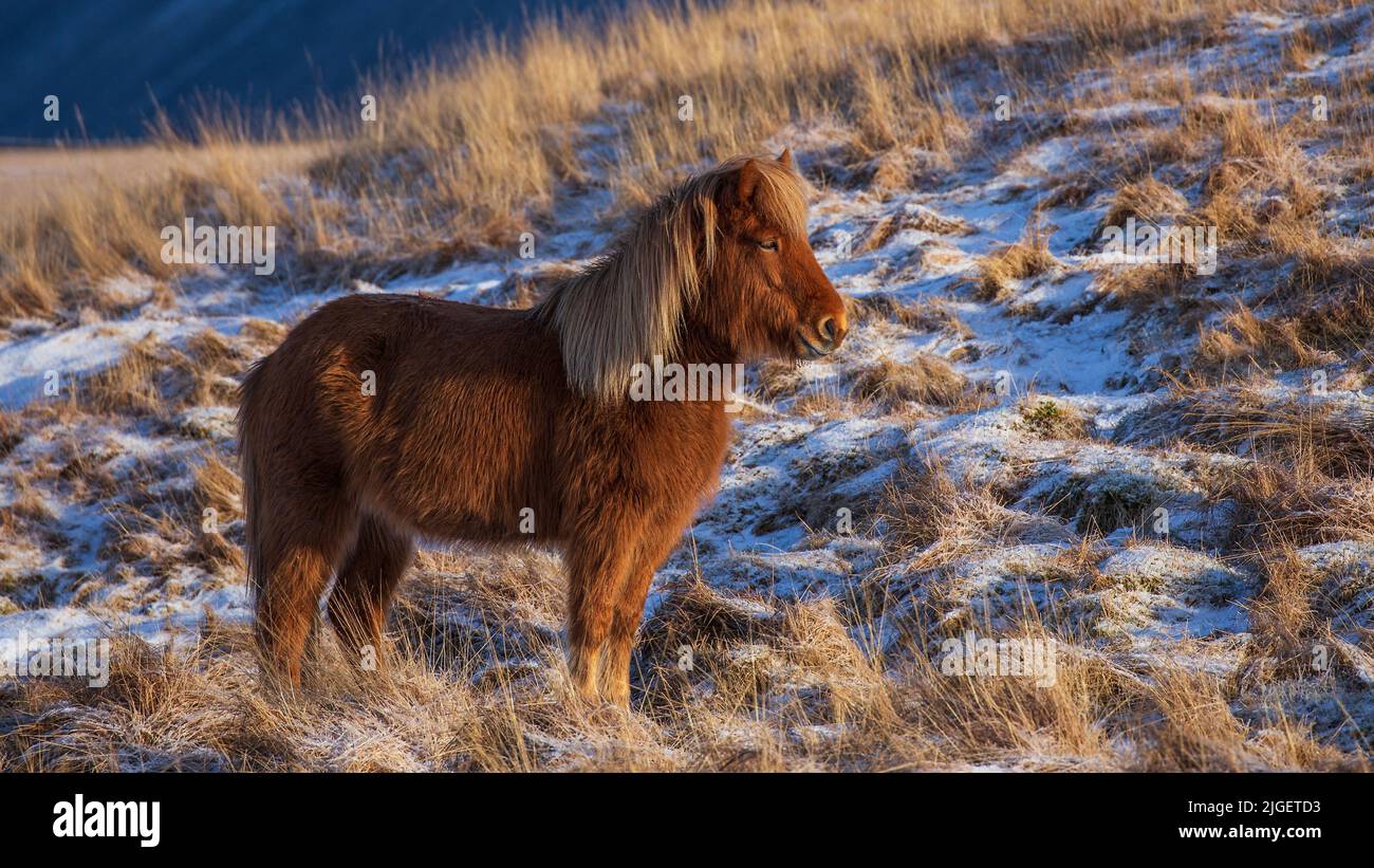 Retrato de caballo islandés en paisaje nevado, Islandia Foto de stock