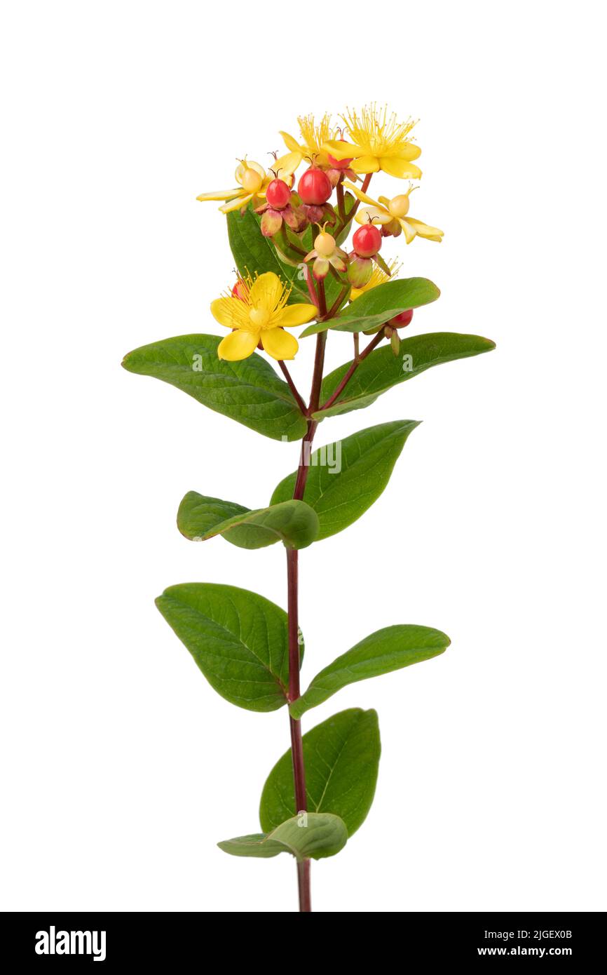 Hypericum perforatum, conocido como hierba de San Juan, flores amarillas y bayas rojas sobre fondo blanco Foto de stock