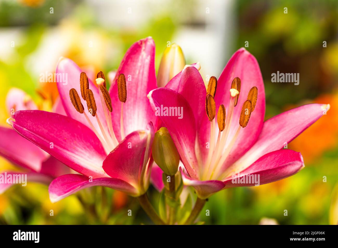 Hermosos lirios rosados floreciendo en el jardín, el cuidado de las plantas  de temporada Fotografía de stock - Alamy