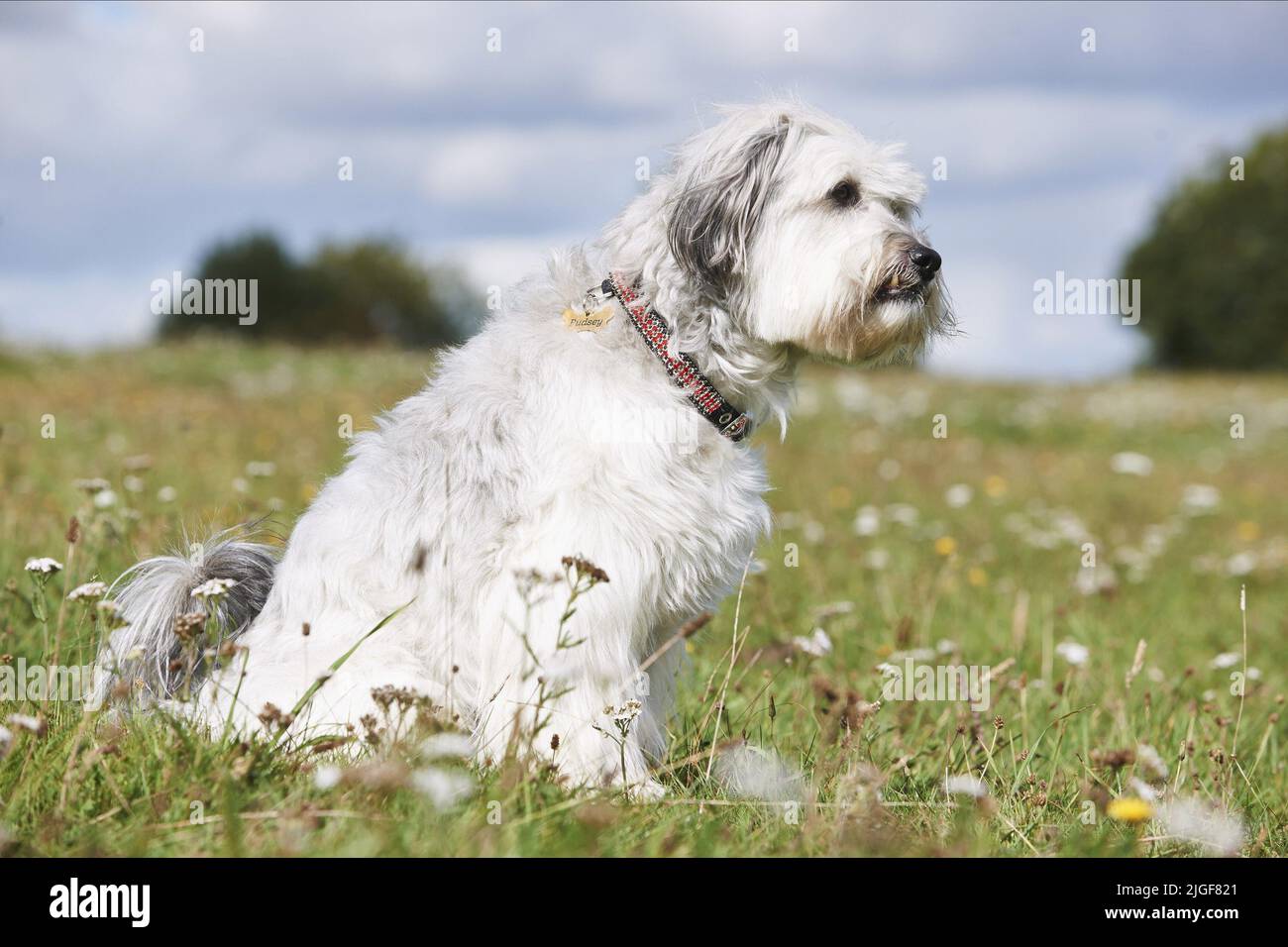 PUDSEY PUDSEY, el perro: La película, 2014 Fotografía de stock - Alamy