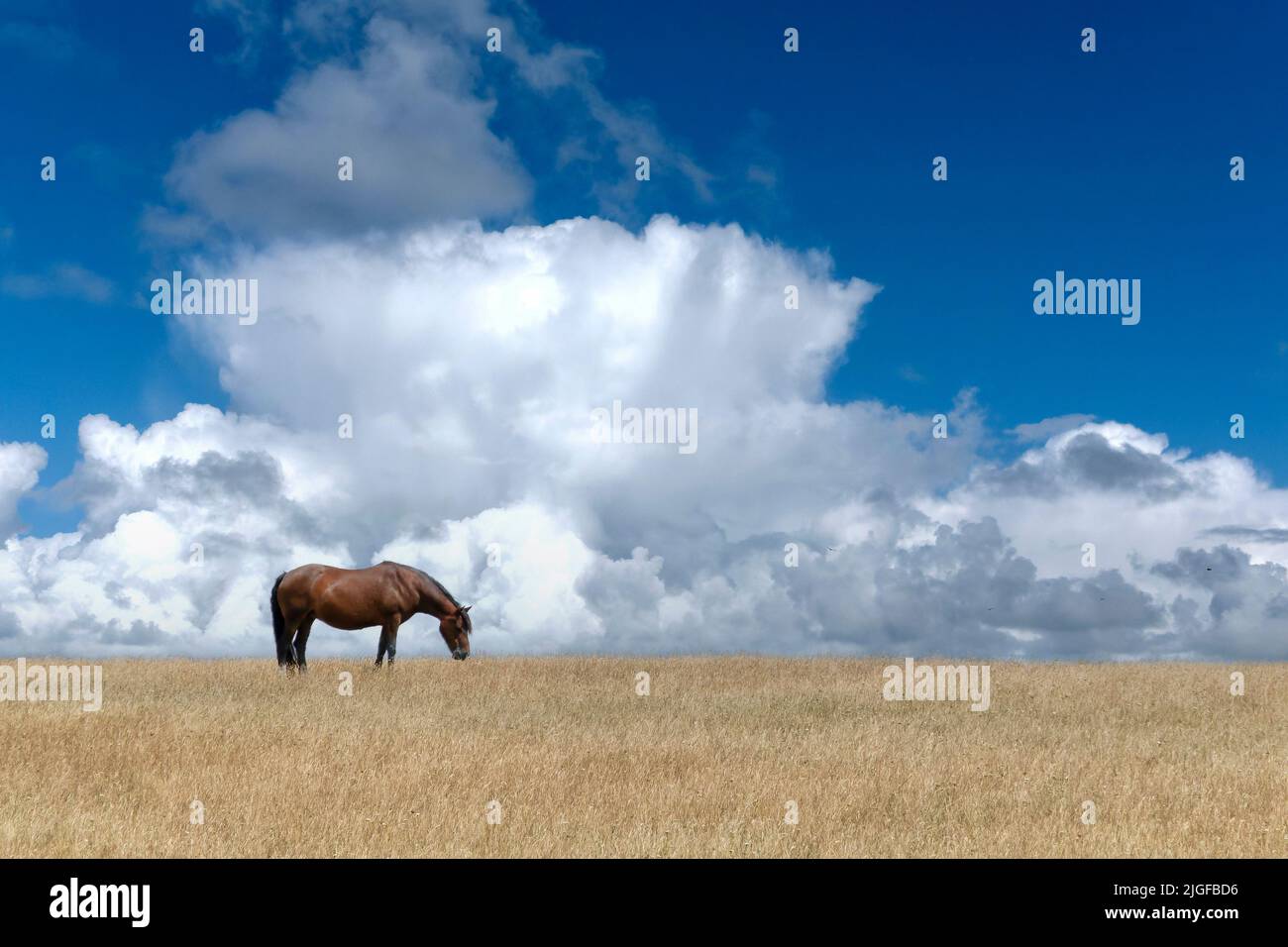Dorset, Reino Unido. Un caballo de pura sangre solitario pastorea en un campo de hierba de color paja. El telón de fondo de la imagen es un cielo llamativo Foto de stock
