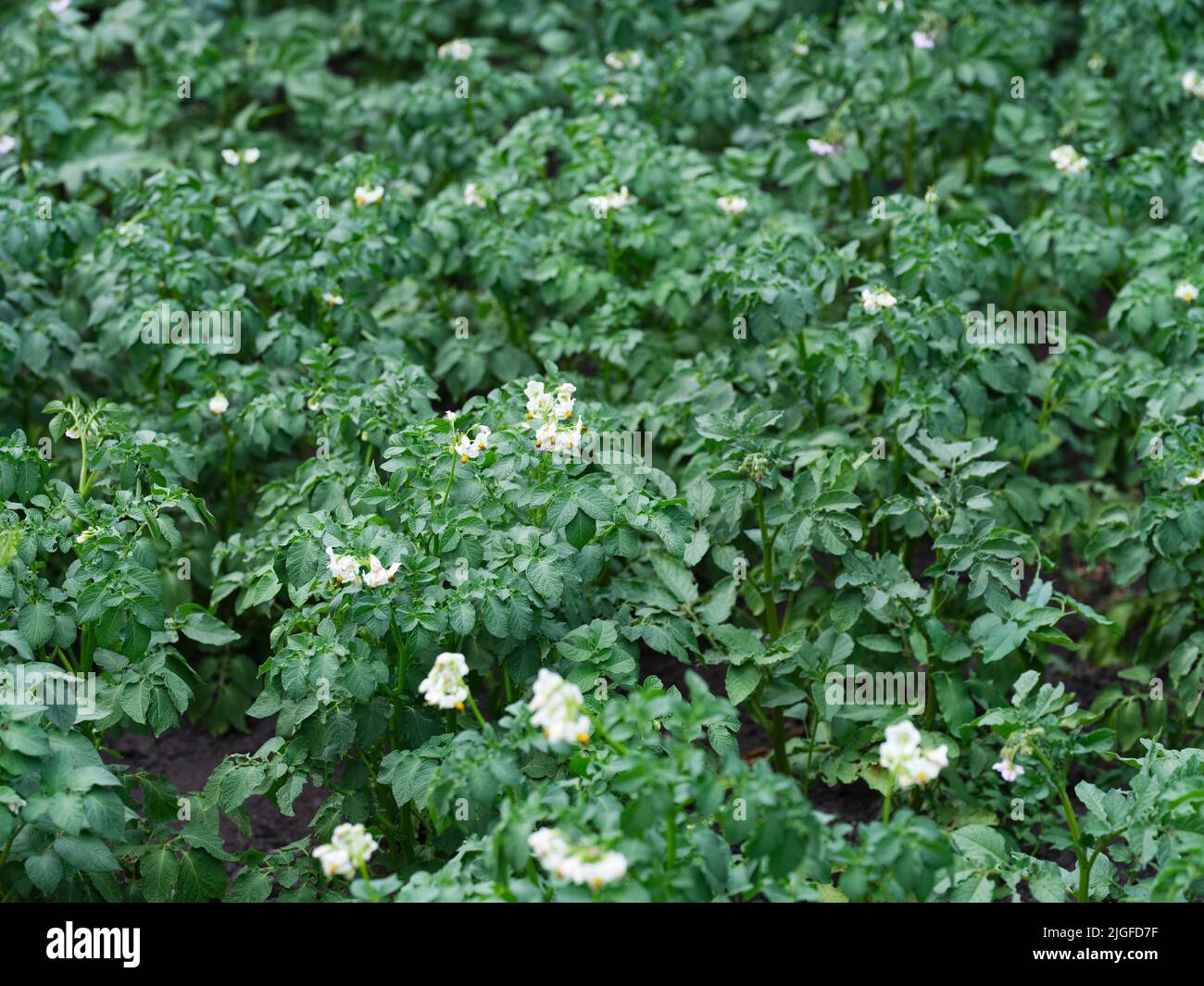 Un campo de papa con plantas de papa en flor. Foto de stock