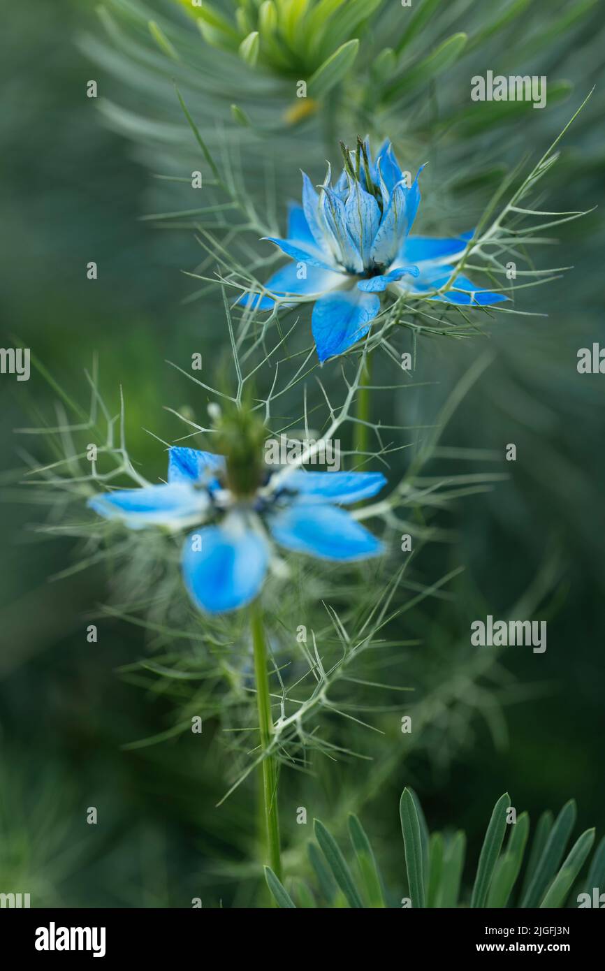 Primer plano de Nigella damascena «Moody Blues» Foto de stock