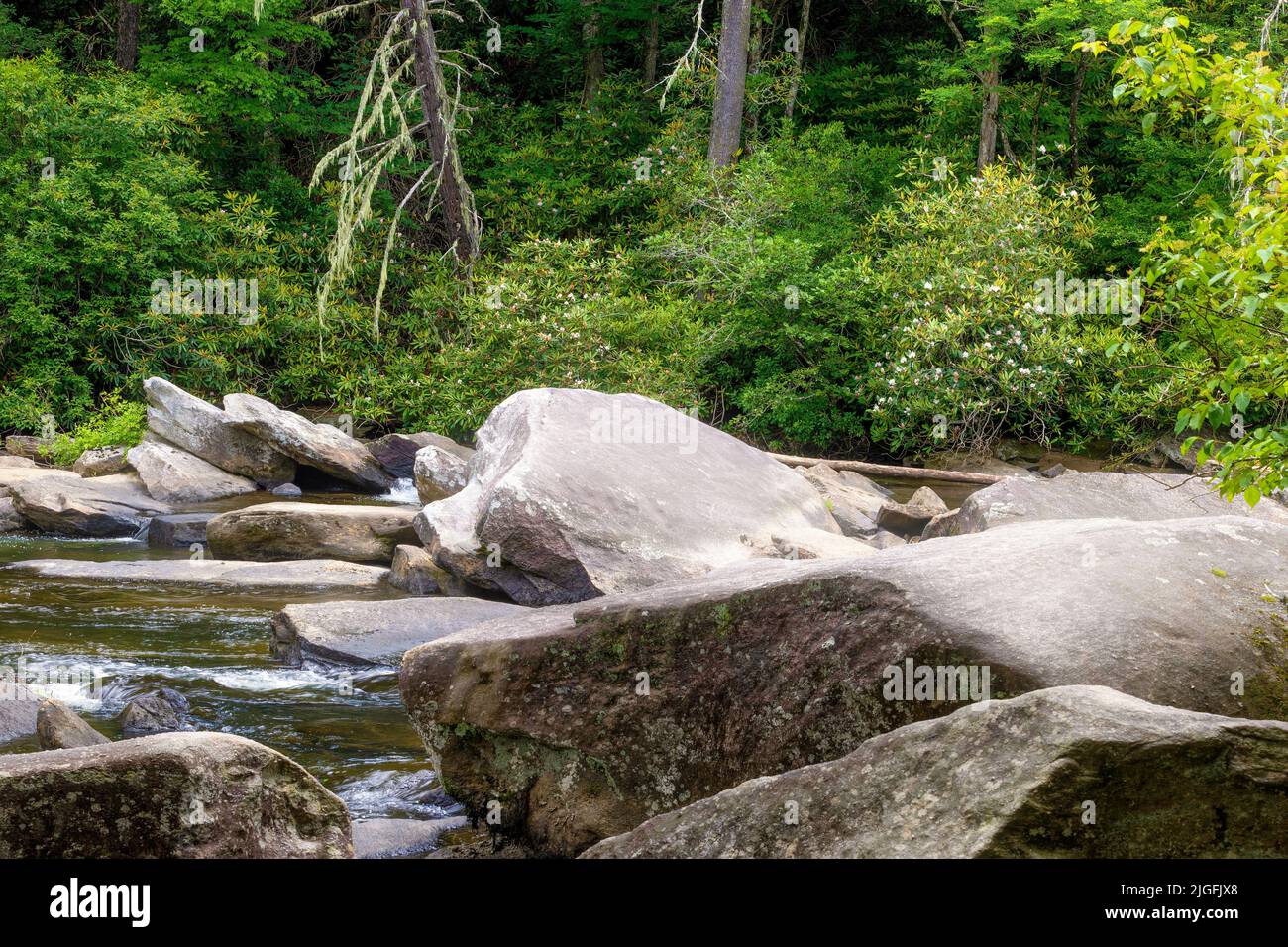 Grandes rocas esparcidas a lo largo y en el río Little en Dupont Forest, Carolina del Norte. Foto de stock