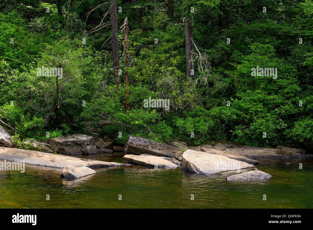 Paisaje escénico de la orilla opuesta del río Little que corre a través del bosque Dupont en Carolina del Norte, Estados Unidos Foto de stock