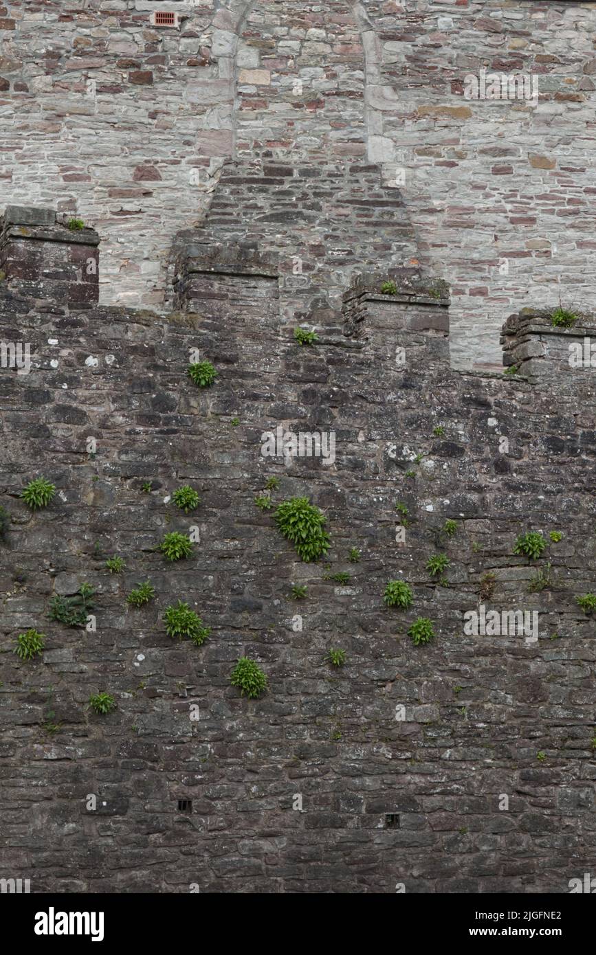 muro de piedra con torrecilla y plantas creciendo Foto de stock