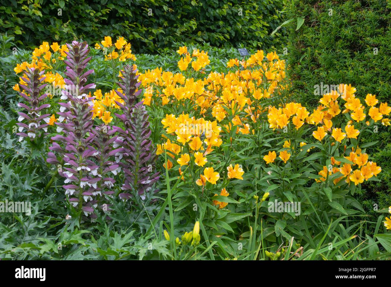 Alstromeria princesa sophie staiello y acanthus spinosus añadiendo color y sustancia al jardín Foto de stock