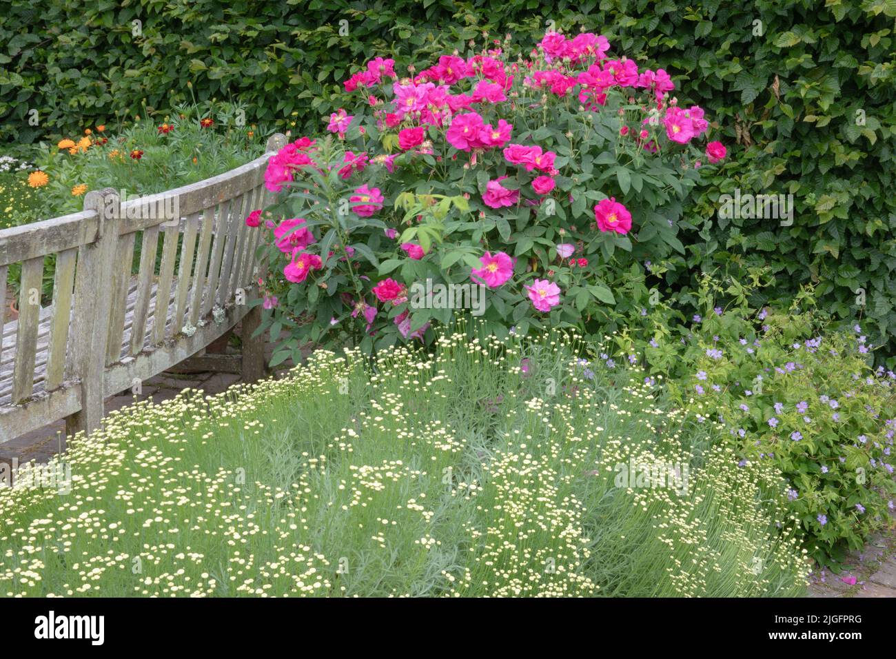 Grandes, semi dobles, fragantes flores de flores libres de este arbusto de rosas Foto de stock