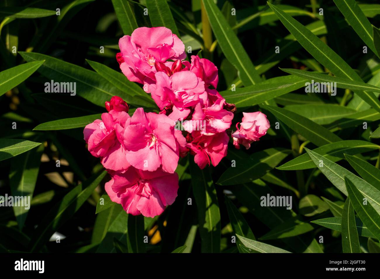 Adelfa Blüte en rosa rosa, mit grünen Blättern Foto de stock