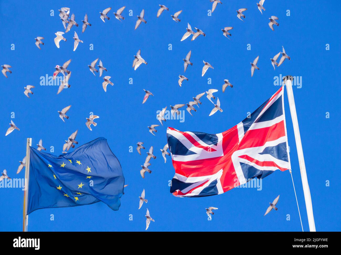 Palomas de competición volando junto a banderas del Reino Unido y de la UE. Burocracia post Brexit, papeleo extra, facturas veterinarias... Foto de stock