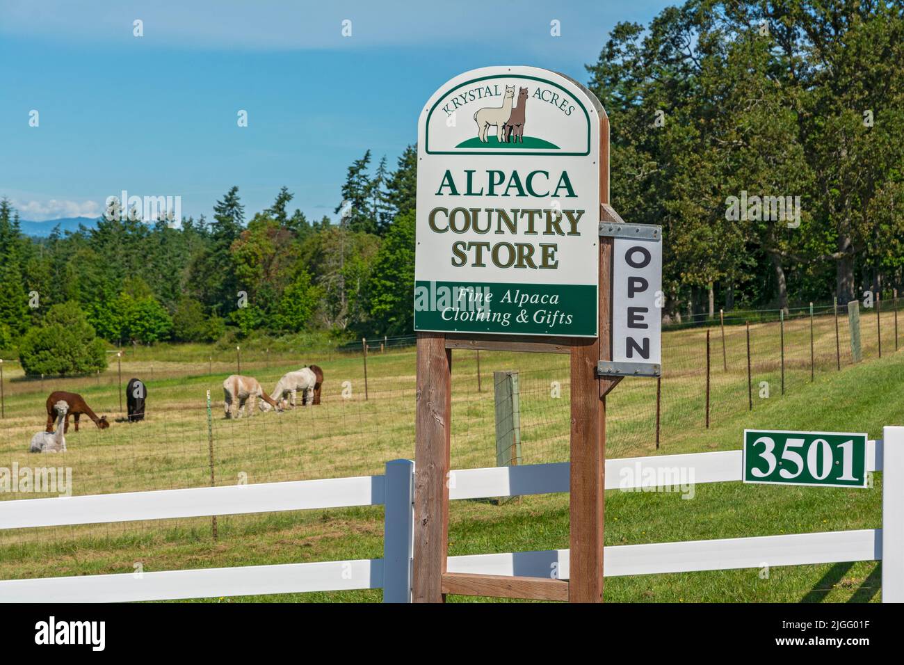Washington, Isla San Juan, Krystal Acres Alpaca Farm Foto de stock